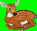 fawn